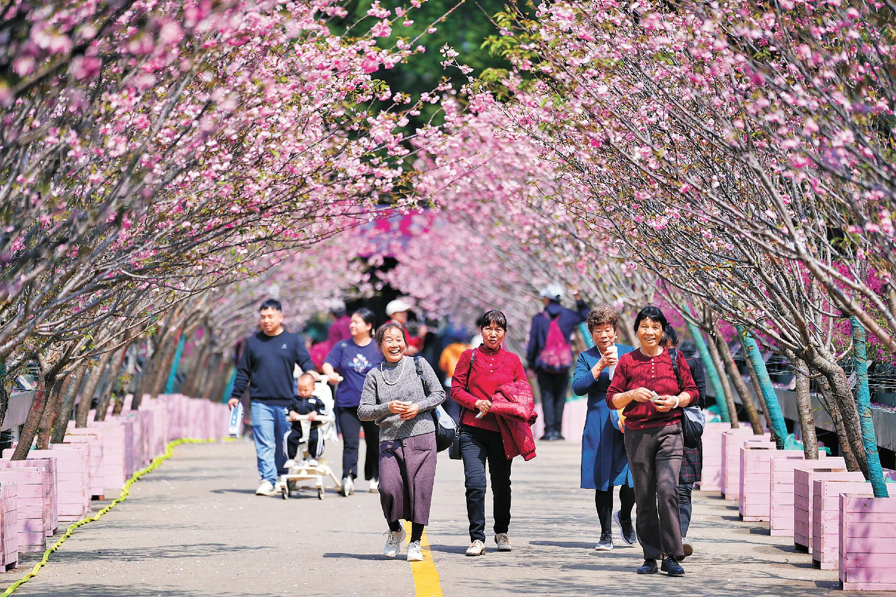 Cherry blossom festival paints Longhua in shades of spring,longhua,longhua district,Longhua Government Online