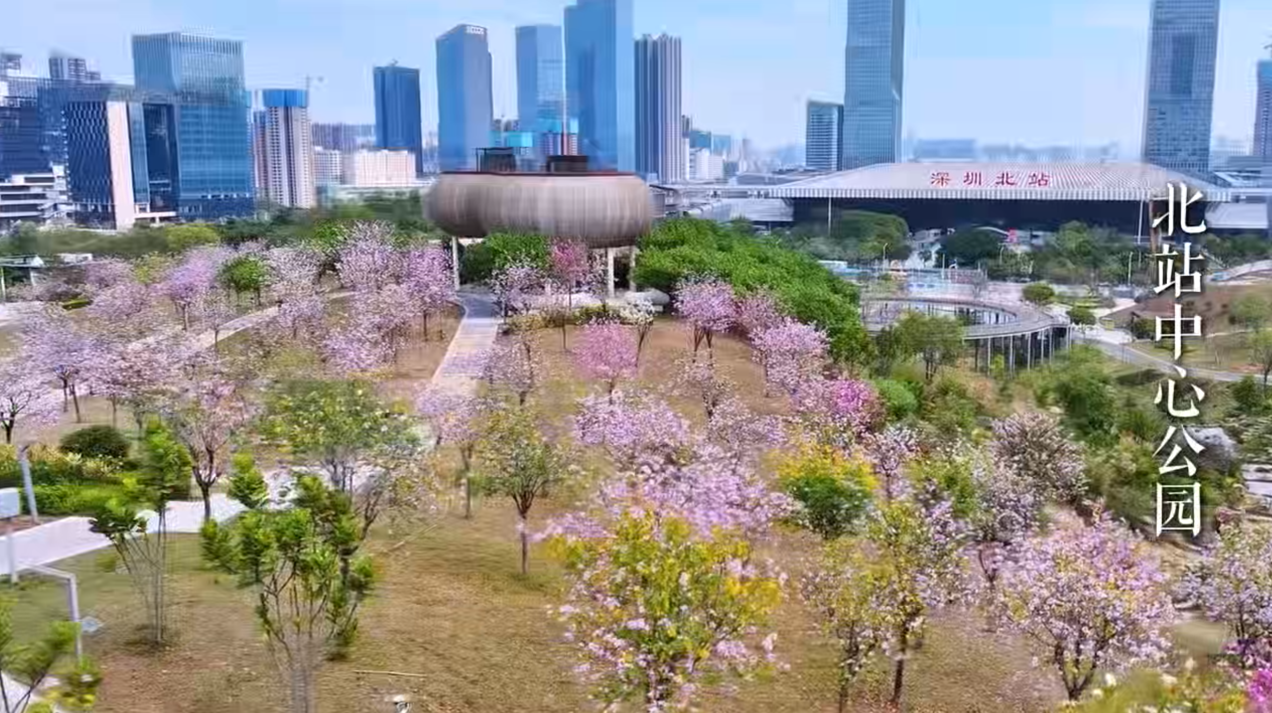 近期的深圳龙华，粉花缀道，满目青绿，古韵悠长